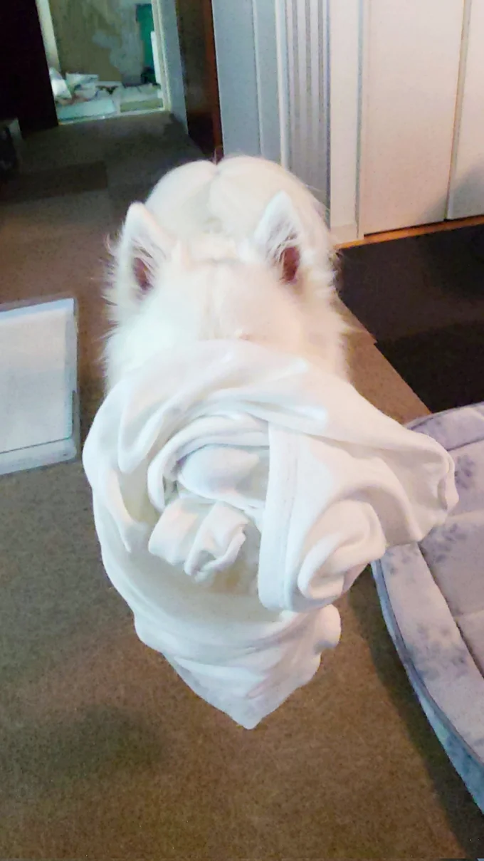 大好きな飼い主さんのシャツを振り回してお顔が見えなくなった楽くん▶お散歩♪（⇒次へ）