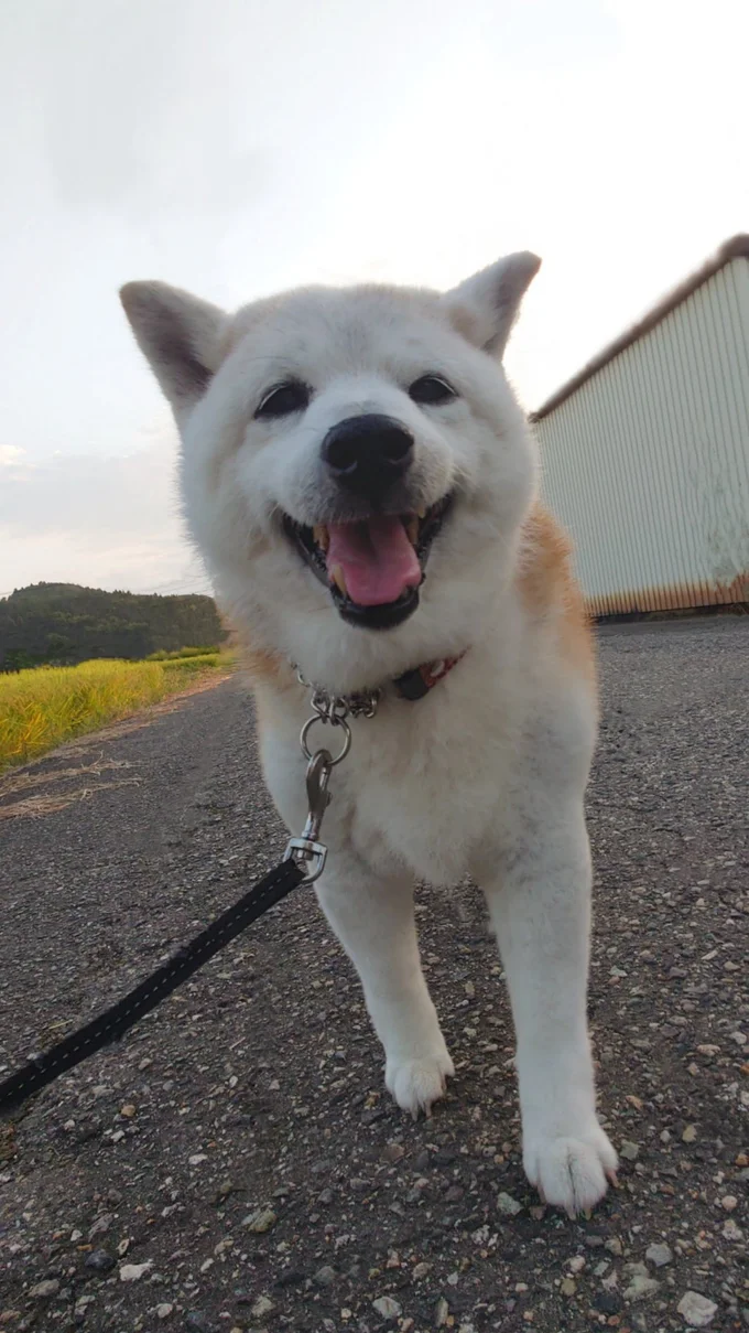お散歩が楽しいククリちゃん▶食べ物に一直線！（⇒次へ）