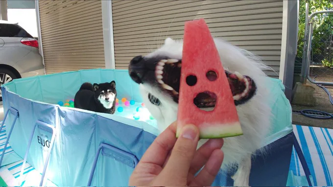 迫力満点でスイカをムシャァ！▶遊び＜スイカ（⇒次へ）