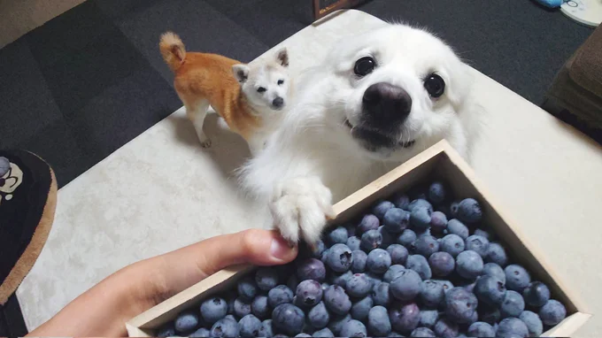 ブルーベリーに興味津々な楽くん▶鮮やか～（⇒次へ）