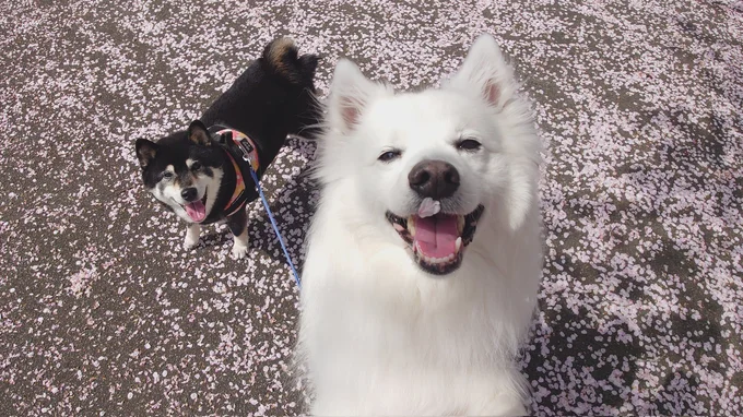 桜の中ほほ笑むひなたちゃんと楽くん▶花に囲まれた…（⇒次へ）