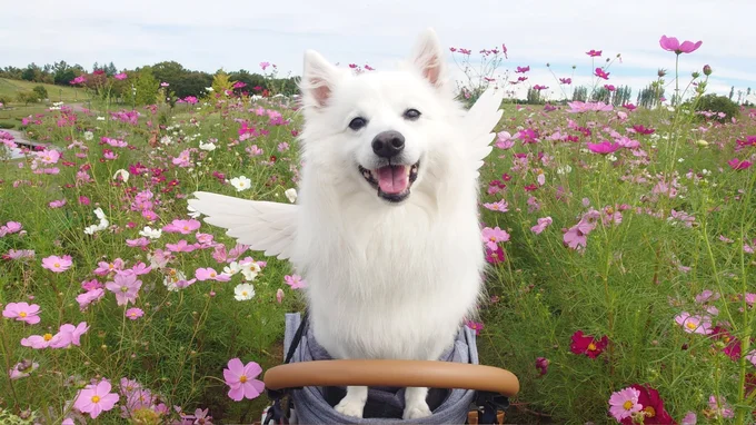 天使！▶大好きすぎて…（⇒次へ）