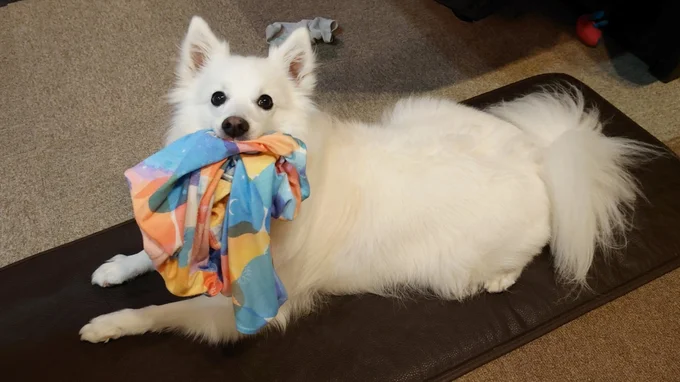 とにかくシャツが好き！▶見るも…無残…！（⇒次へ）