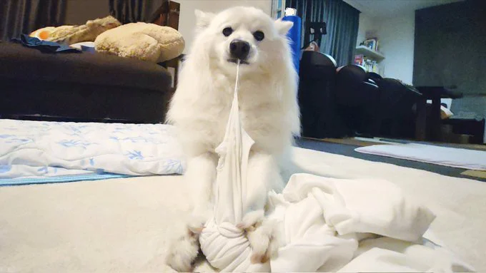 容赦なくシャツを楽しむ楽くん▶何かを待っている…!?（⇒次へ）