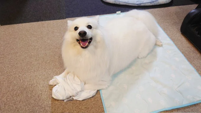 シャツを手に入れ構われ待ちの楽くん▶お互い一歩も譲らない！（⇒次へ）