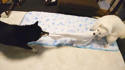 シャツの奪い合い▶（次画像から版画家の石川真衣さんが描くゴールデンレトリーバー、アヒル、人の笑って泣ける愛情ストーリー『エースくんとヨバンさん 犬とアヒルの友情物語』が読めます）