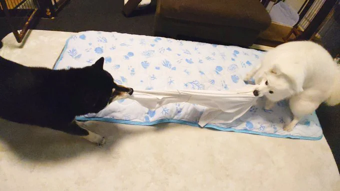 シャツの奪い合い▶（次画像から版画家の石川真衣さんが描くゴールデンレトリーバー、アヒル、人の笑って泣ける愛情ストーリー『エースくんとヨバンさん 犬とアヒルの友情物語』が読めます）