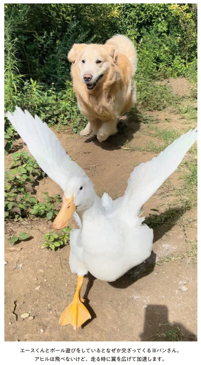 『エースくんとヨバンさん 犬とアヒルの友情物語』より