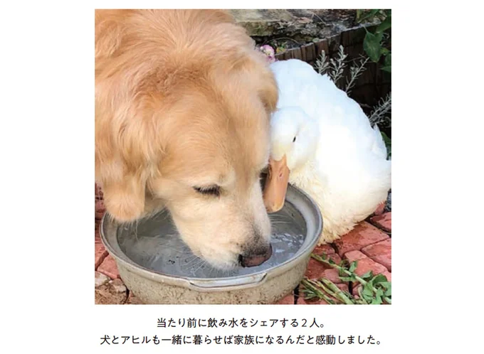 『エースくんとヨバンさん 犬とアヒルの友情物語』より