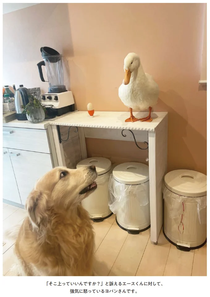 『エースくんとヨバンさん 犬とアヒルの友情物語』より