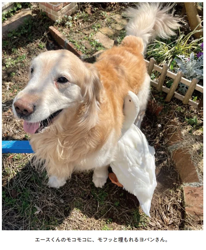 『エースくんとヨバンさん 犬とアヒルの友情物語』より