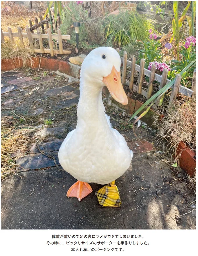 『エースくんとヨバンさん 犬とアヒルの友情物語』より