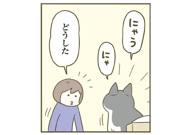 一体どうした？ 自分が気に入っている箱で眠る他の子を見て、飼い主を呼びに来た猫
