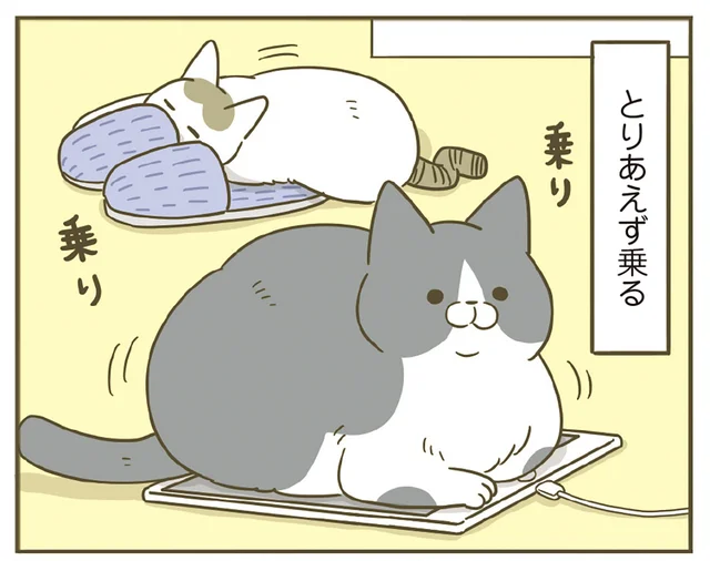 床にあるものにとりあえず乗る猫。もそもそ乗って今確認しているものは何？／うちの猫がまた変なことしてる。 7（6）