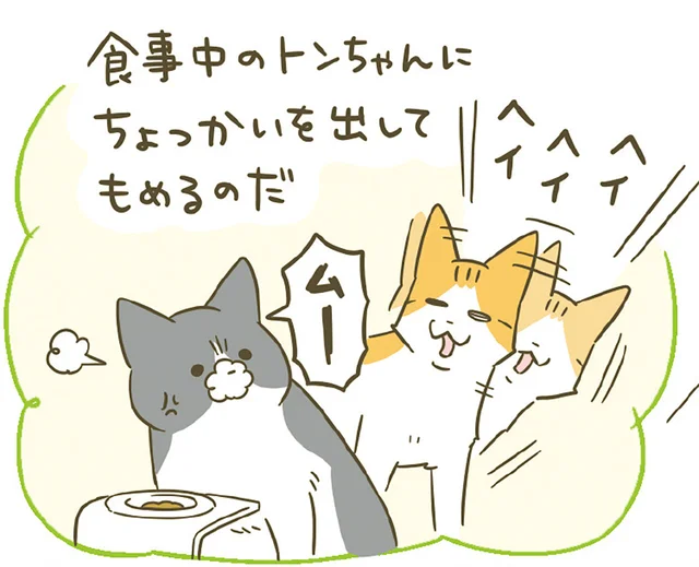 食事中の他の子にちょっかいを出す猫。別の部屋で食べ終わった後に聞こえる声の話
