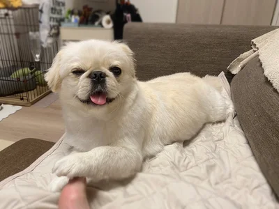 撫でてくれッ▶たくさんの表情を見せてくれるぽん助ちゃん（⇒次へ）