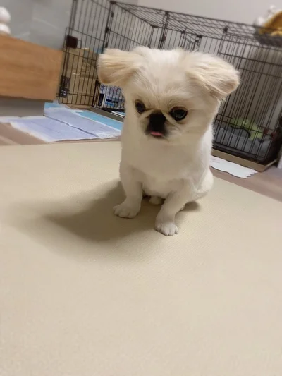 初めて見るフォルムのぽん助ちゃん▶（次画像からは「可愛すぎる」「癒される」と大バズりの柴犬ぽんちゃんのコミックエッセイ『柴犬ぽんちゃん、今日もわが道を行く』が読めます）