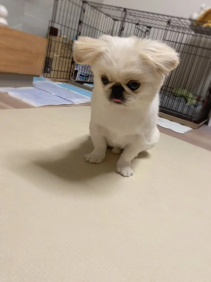 初めて見るフォルムのぽん助ちゃん▶（次画像からは「可愛すぎる」「癒される」と大バズりの柴犬ぽんちゃんのコミックエッセイ『柴犬ぽんちゃん、今日もわが道を行く』が読めます）