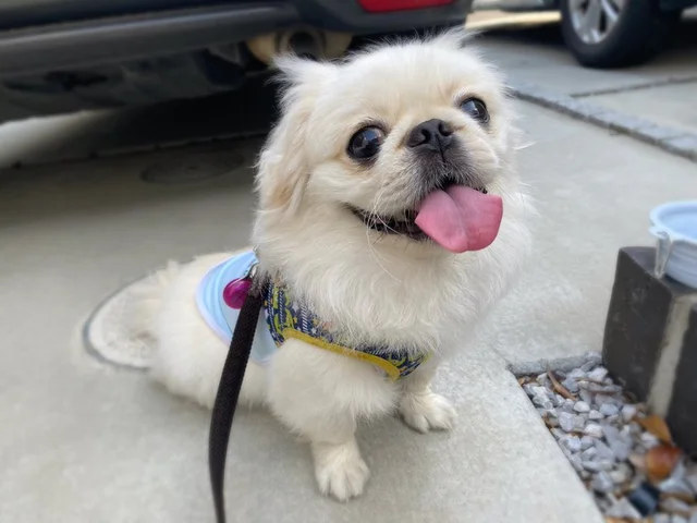 「いったい私は何をされているの…？」キョトン顔もかわいすぎる愛犬との肉球アート