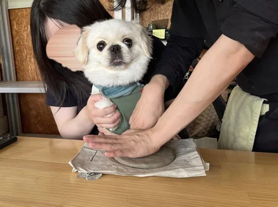 スタッフさんに前足を押さえられてびっくりして固まるぽん助ちゃん▶ぽん助ちゃんはお出かけ大好き（⇒次へ）