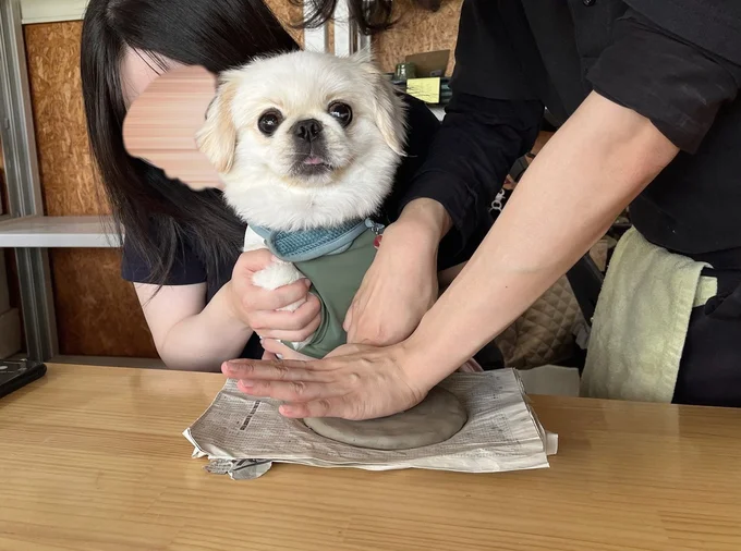 スタッフさんに前足を押さえられてびっくりして固まるぽん助ちゃん▶ぽん助ちゃんはお出かけ大好き（⇒次へ）