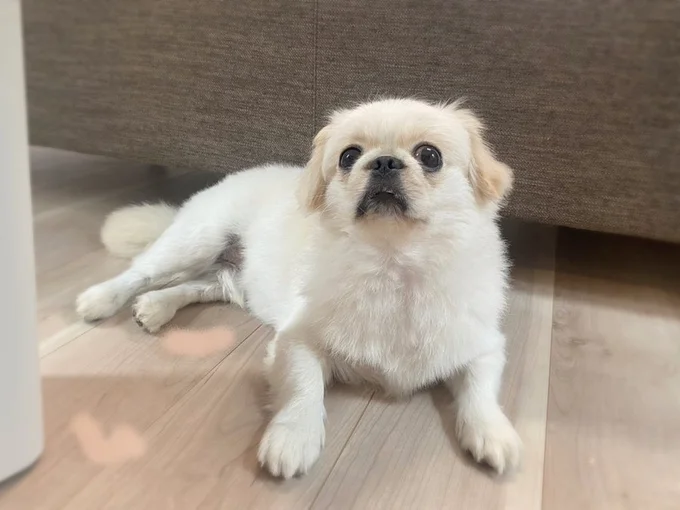 飼い主様を見守るぽん助ちゃん▶亀と一緒にこんにちは（⇒次へ）