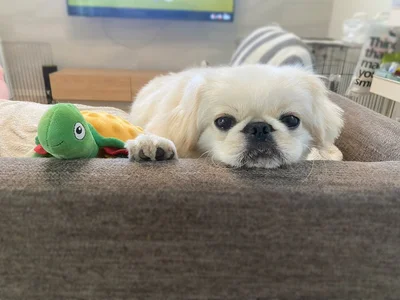 並んで可愛い亀と犬▶ぽん助ちゃんのお誕生日会がありました！（⇒次へ）