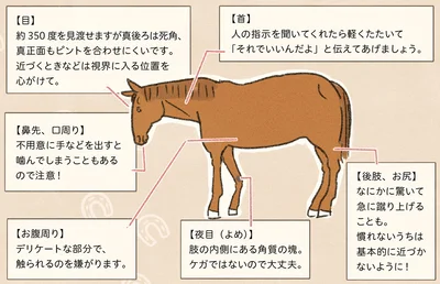 馬の体