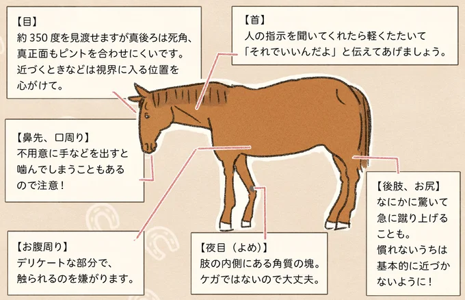 馬の体