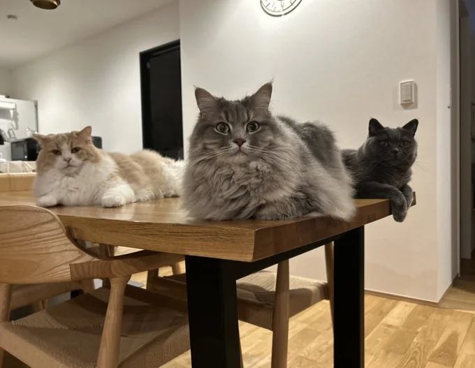 3匹の猫圧▶同じ顔で(⇒次へ)