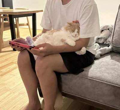 片時も離れたくない！▶（次画像からしま模様の猫3姉妹と送るハッピーでさわがしい毎日を盛りだくさんに描いた『しまねこ3姉妹と暮らしています 深まるきずな編』が読めます）