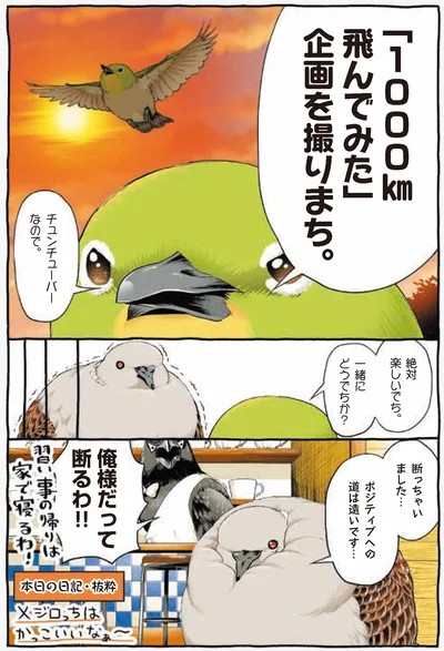 『キジバトくん日記』より