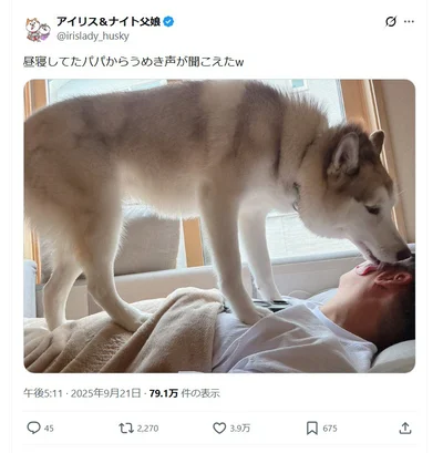 お昼寝中のパパに乗るハスキー犬▶パパさんのうめき声が聞こえる！？（⇒次へ）