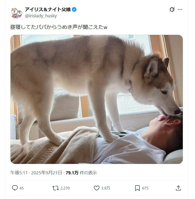 お昼寝中のパパに乗るハスキー犬▶パパさんのうめき声が聞こえる！？（⇒次へ）