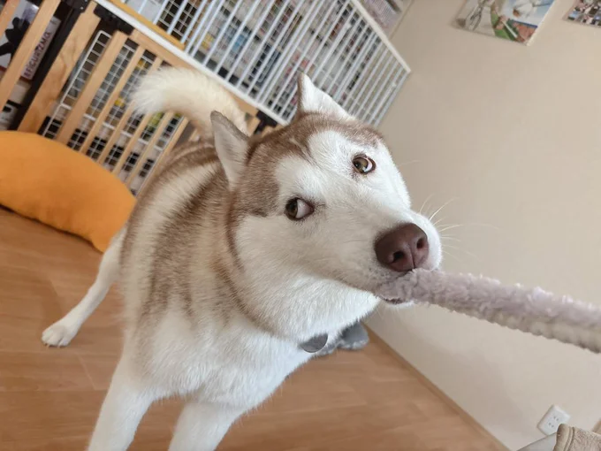 ナイトくんが寝ている隙に、おもちゃを拝借したことがバレたときの顔はこちら▶毎日笑いの絶えないアイリス家（⇒次へ）