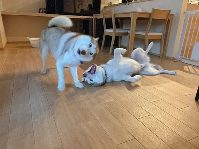 ひょうきんなお顔！笑▶コントのようなふたり（⇒次へ）