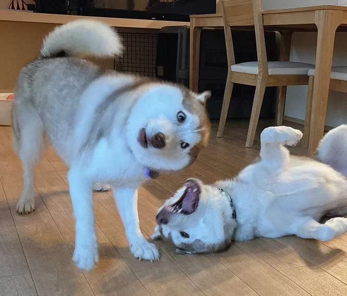 変顔も得意なお嬢様▶毎日笑かしにくるのやめて〜（⇒次へ）