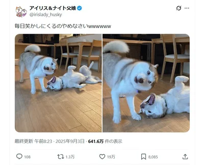 周りを笑顔にしてくれる父娘▶普段はとってもかわいい（かっこいい）アイリスちゃんとナイトくん（⇒次へ）