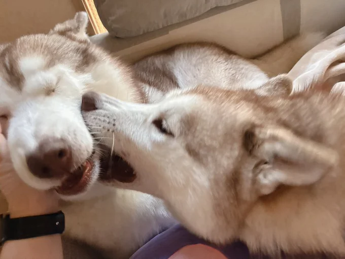 ナイトくんを撫でていると、ヤキモチアイリスちゃんが飛んでくる▶シャンプー拒否！（⇒次へ）