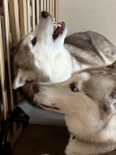 今日も壁画▶次画像から愛犬とのほのぼのな毎日を描いた『犬を揉む -ぺちょら… ときどき 帰宅拒否-』が読めます