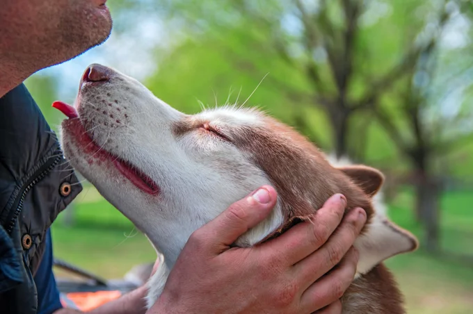 ハスキー犬と飼い主