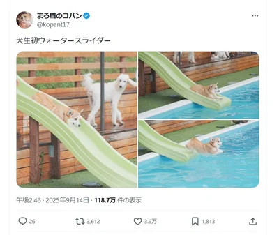 犬生初ウォータースライダー▶最初はなんだか不思議そうなお顔です（⇒次へ）