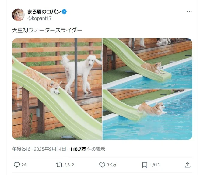 犬生初ウォータースライダー▶最初はなんだか不思議そうなお顔です（⇒次へ）