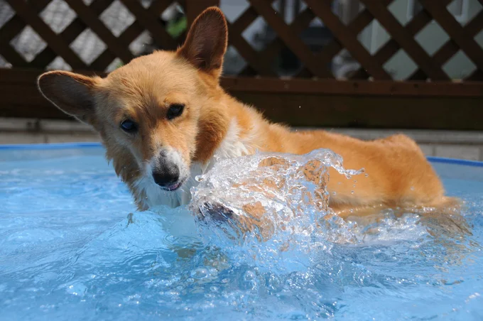 水遊びが楽しそうなワンコ