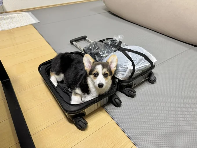 旅行だぞー！▶トリミングしたてのキュートなおしり（⇒次へ）