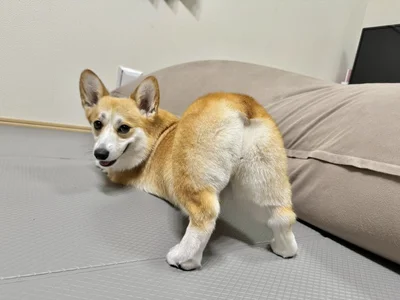 トリミングしたてのコパンちゃん▶ライフジャケットを着て泳ぎの練習中（⇒次へ）
