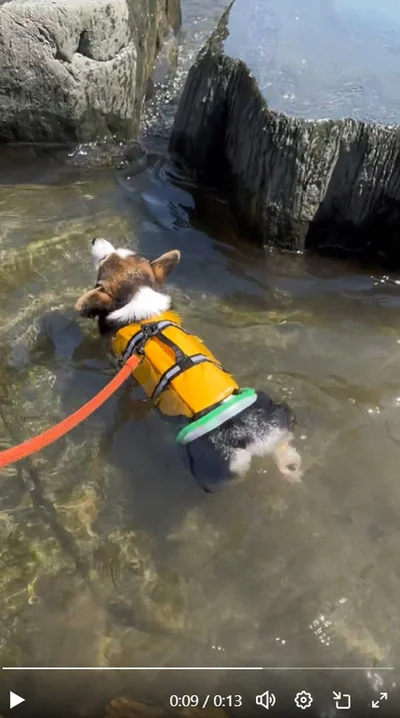 生後4カ月の犬かき▶水の中の様子も見てみましょう（⇒次へ）