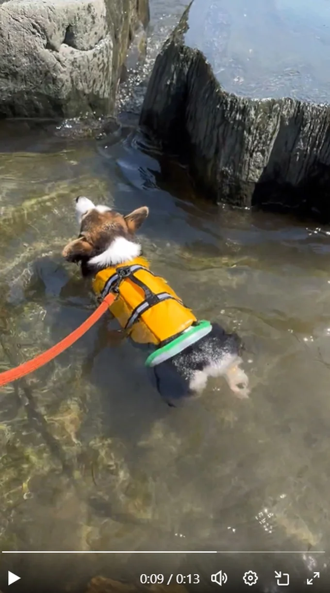 生後4カ月の犬かき▶水の中の様子も見てみましょう（⇒次へ）