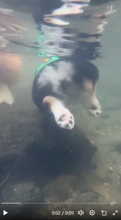 生後4カ月の犬かき（水中）▶そっくりな表情で並ぶ2匹（⇒次へ）