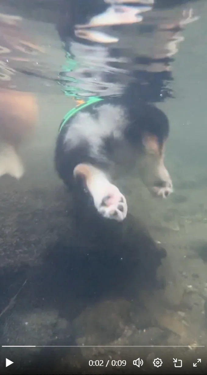 生後4カ月の犬かき（水中）▶そっくりな表情で並ぶ2匹（⇒次へ）